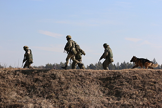 Боец ВС РФ рассказал о пользе собак в зоне СВО Боец ВС РФ рассказал о пользе собак в зоне СВО