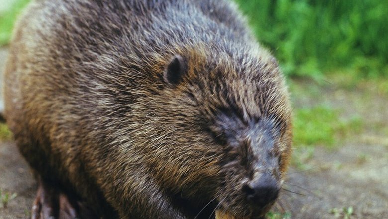 Биолог рассказал, как вести себя при встрече с бобром Биолог рассказал, как вести себя при встрече с бобром