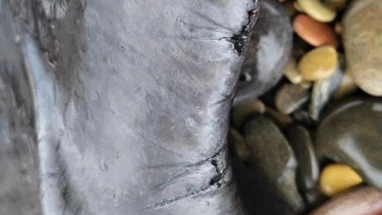 Эксперты объяснили гибель дельфинов у берегов Черного моря