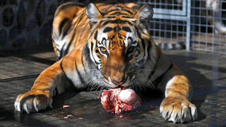 Глава Росгосцирка раскрыл, что происходит с животными-пенсионерами