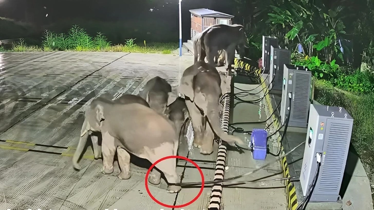 Слоновьи забавы попали на видео: гиганты устроили погром на зарядной станции в Китае